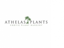 Athelas Plants